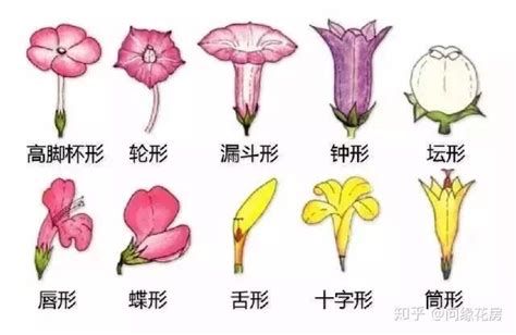 花形状|花的形状有哪些